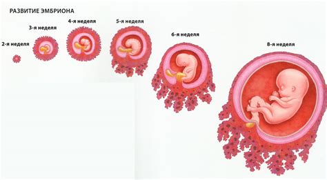 Формирование эмбриона