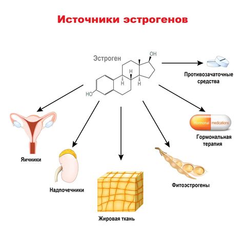 Формирование эстрогена