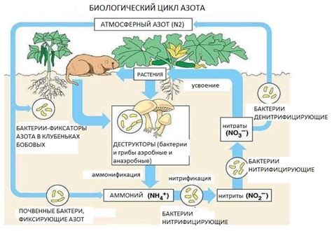 Функции азота в организме