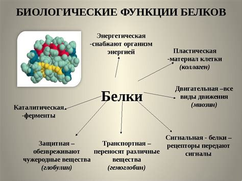 Функции белка в организме человека и его значение