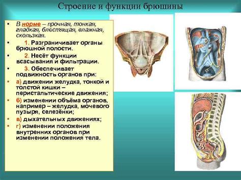 Функции брюшины: защита и поддержка