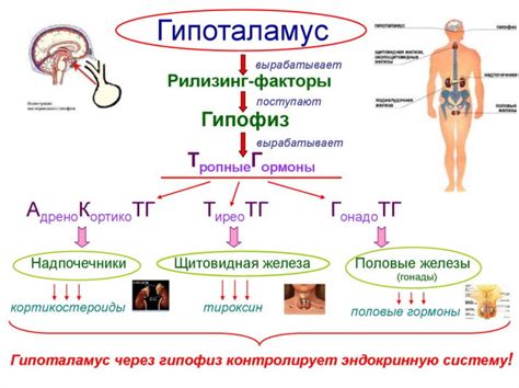 Функции гипоталамуса и регуляция произвольных реакций