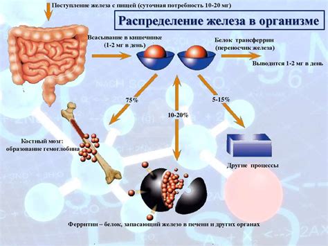 Функции железа в организме