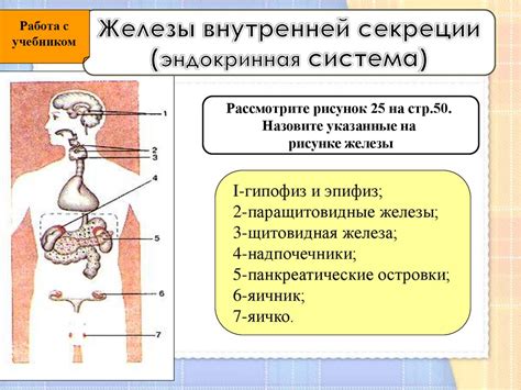 Функции железы внутренней секреции