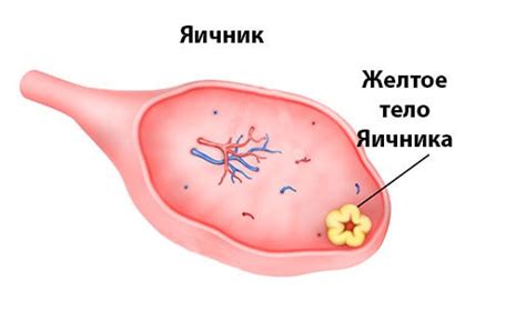 Функции желтого тела в организме