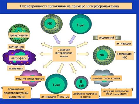 Функции иммунитета