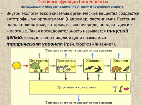 Функции и значение биогеоценоза