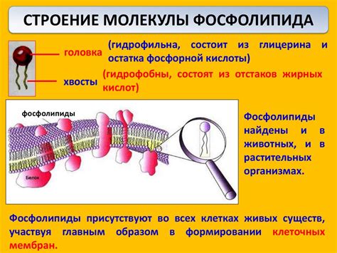 Функции и свойства липидов