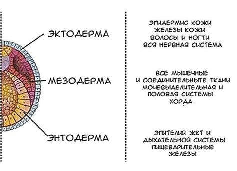 Функции и структура энтодермы