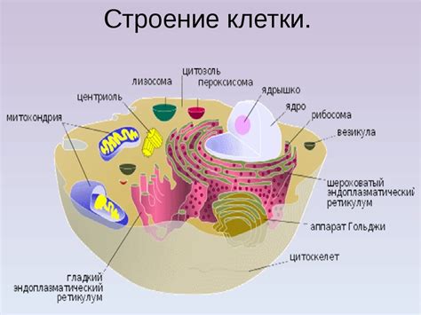 Функции клеток