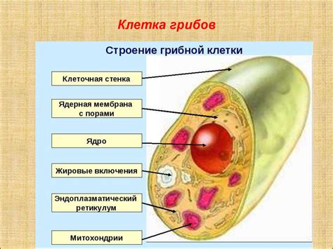 Функции клеточных оболочек у животных и растений