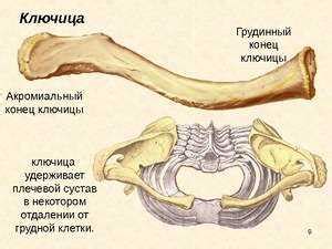 Функции левой ключицы в организме