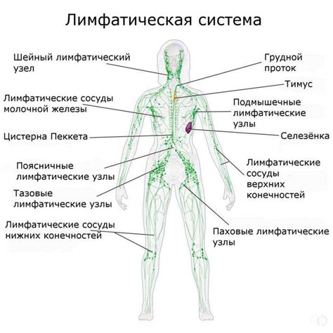 Функции лимфатических узлов