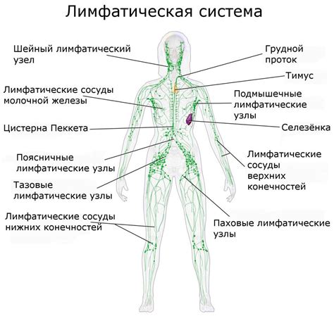 Функции лимфоузлов и их строение