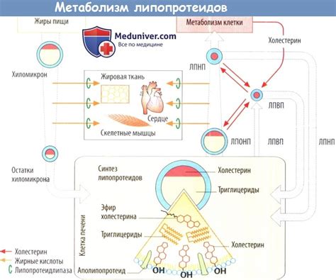 Функции липопротеидов низкой плотности