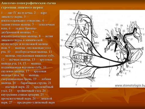 Функции лицевой стороны