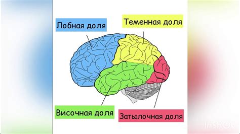 Функции лобных долей