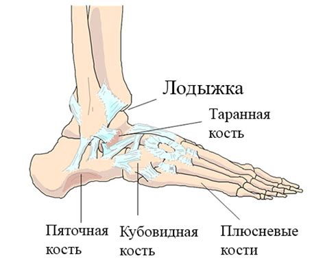 Функции лодыжки и ее влияние на ходьбу и движение