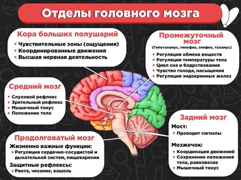 Функции мозга и его влияние на остальные органы