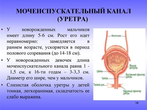 Функции мочевого пузыря и мочеиспускательного канала