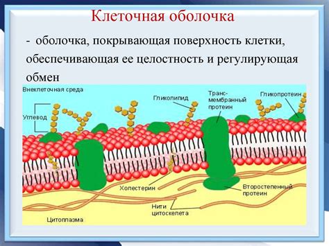 Функции наружной клеточной мембраны