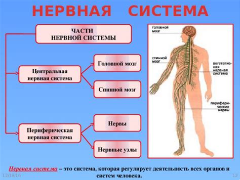 Функции нервной системы: