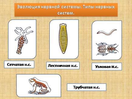 Функции нервной системы у хордовых животных