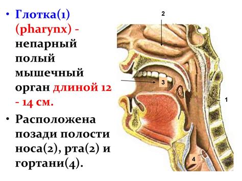 Функции носа в процессе пищеварения