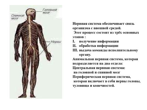 Функции периферической нервной системы