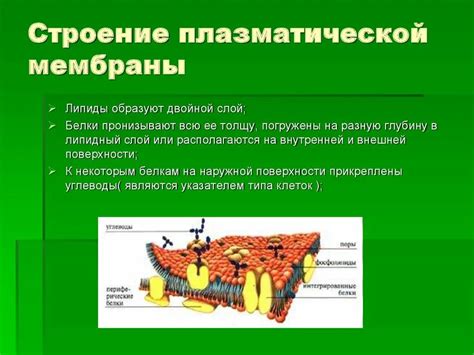 Функции плазматической мембраны в клетке