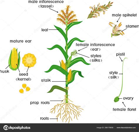 Функции початка кукурузы