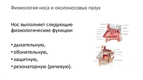 Функции придаточных пазух