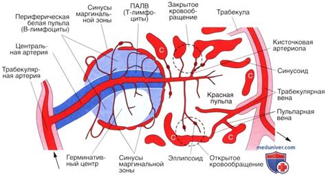 Функции селезенки