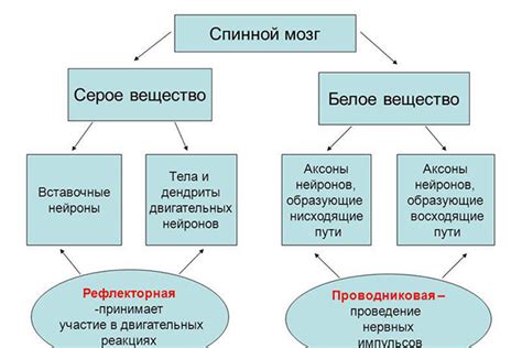 Функции серого вещества в организме