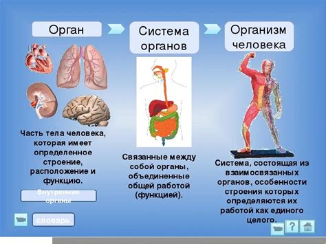 Функции систем органов в ОБЖ 5