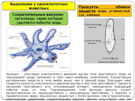 Функции сократительной вакуоли у простейших организмов