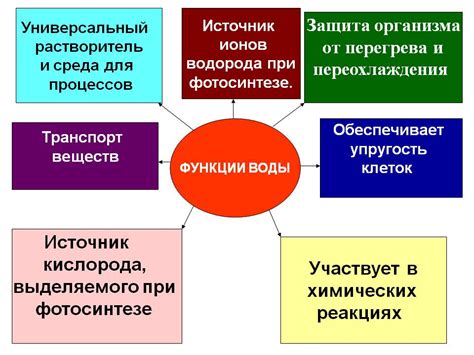 Функции стронция в организме