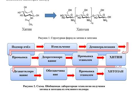 Функции хитина в биологии