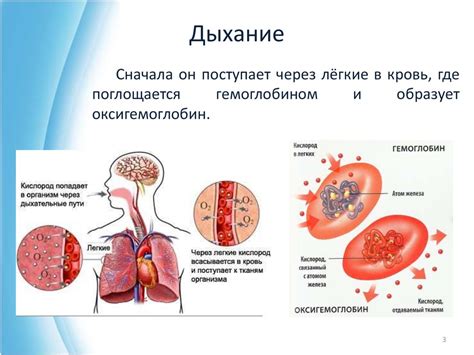 Функции хорды в организме