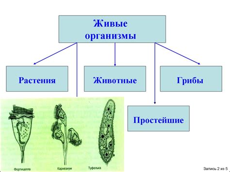 Функции хроматофора в живой природе