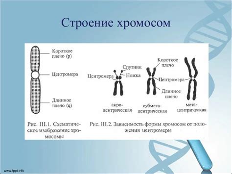 Функции хромосом