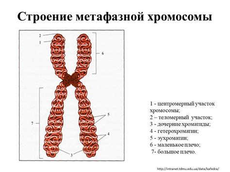 Функции хромосом в процессе деления клетки