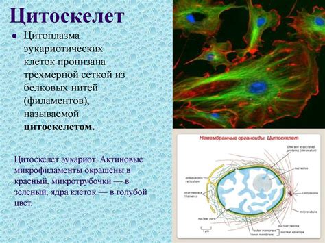 Функции цитоскелета в цитоплазме