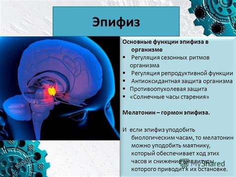 Функции эпифиза в организме человека