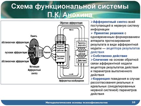 Функциональная система по Анохину: что это такое?