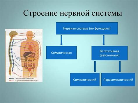 Функциональные особенности соматической нервной системы