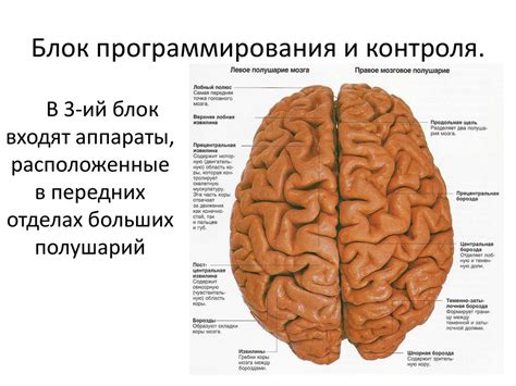 Функциональные отличия мозга