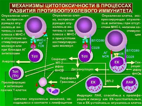 Функция иммунных клеток в процессе воспаления