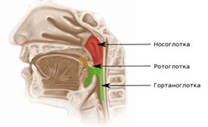Функция и структура клеточной глотки