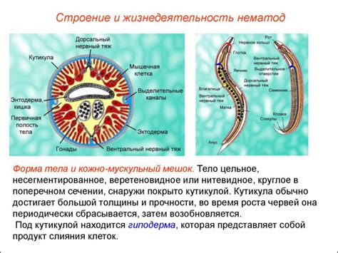 Характеристика круглых червей: высокая пластичность и самовосстановление